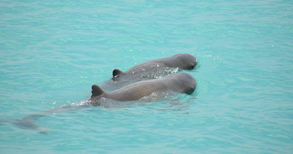 5 Fakta Australian Snubfin Dolphin, Ikan yang Memiliki Banyak Gigi!