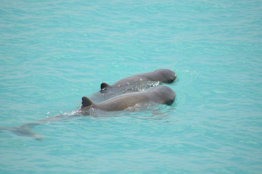 Australian snubfin dolphin (inaturalist.org/Serranusscriba)