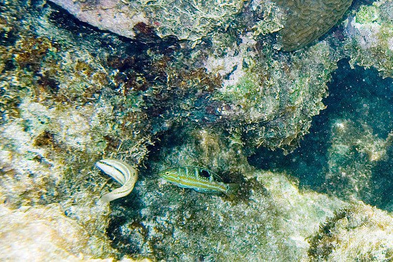 Halichoeres bivittatus yang sedang bersama ikan lain (commons.wikimedia.org/Paul Asman and Jill Lenoble)