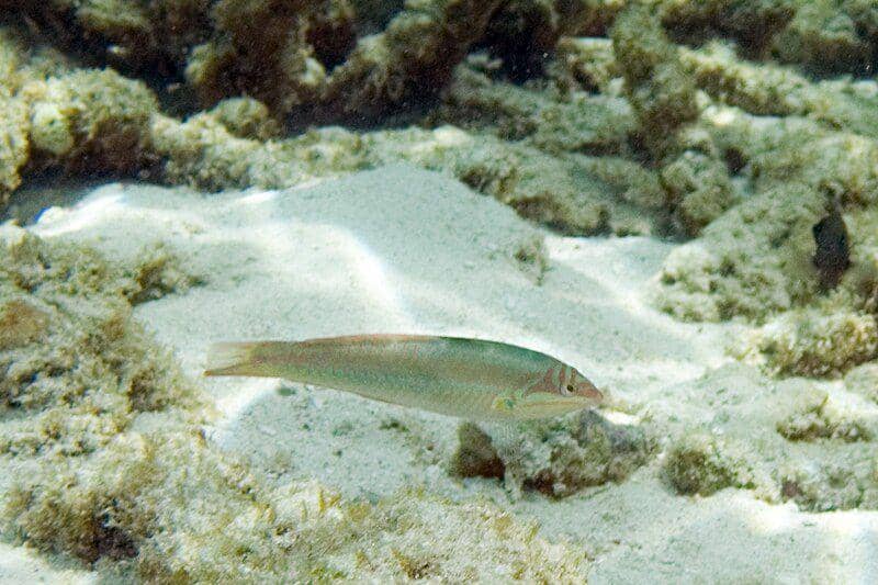 Halichoeres bivittatus yang sedang berenang di antara karang laut (commons.wikimedia.org/Paul Asman and Jill Lenoble)