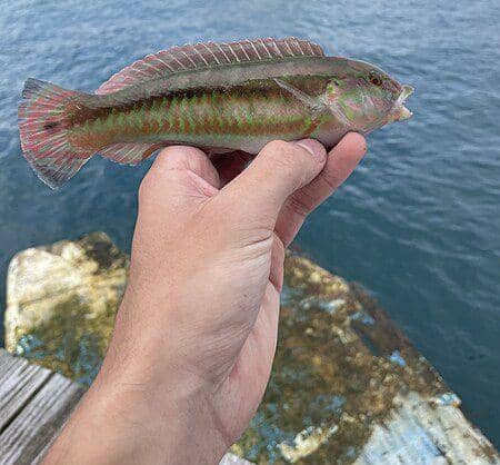Halichoeres bivittatus yang berhasil dipancing (commons.wikimedia.org/JamesLaFontaine)