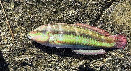 Halichoeres bivittatus jantan tertangkap dan dibawa ke daratan. (commons.wikimedia.org/JamesLaFontaine)