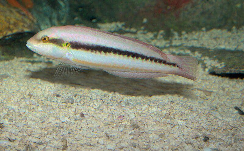 5 Fakta Halichoeres bivittatus, Ikan dengan Nama yang Tak Senonoh