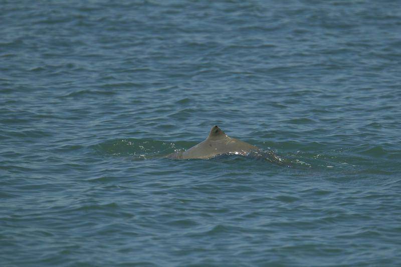 Australian snubfin dolphin (commons.wikimedia.org/Mononykus)