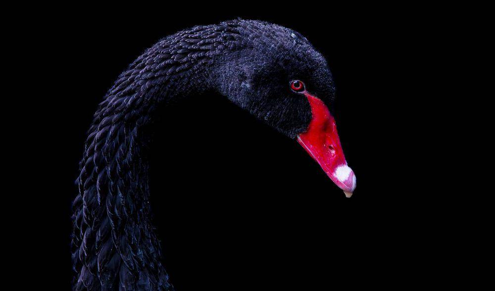 Hitam dapat berfungsi sebagai pengatur kontras warna sehingga menghasilkan seni dengan warna indah. (pixabay.com/Ajdan28)