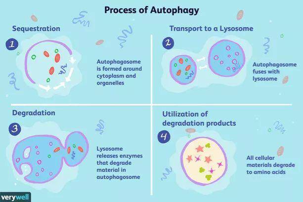 Ilustrasi proses authophagy saat puasa, sel memakan sel rusak ketika tubuh lapar. (Pinterest/Verywell)