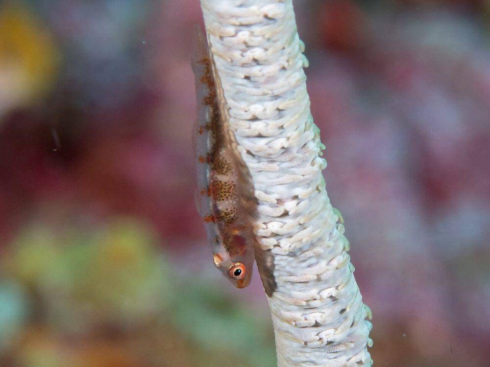 Wire coral goby (commons.wikimedia.org/Rickard Zerpe)
