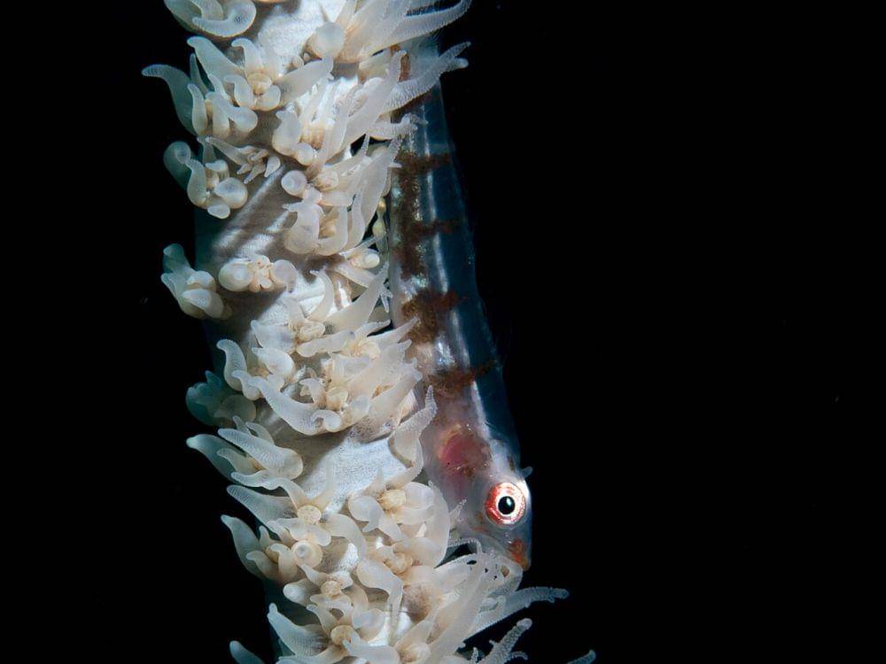 Wire coral goby (commons.wikimedia.org/Rickard Zerpe)