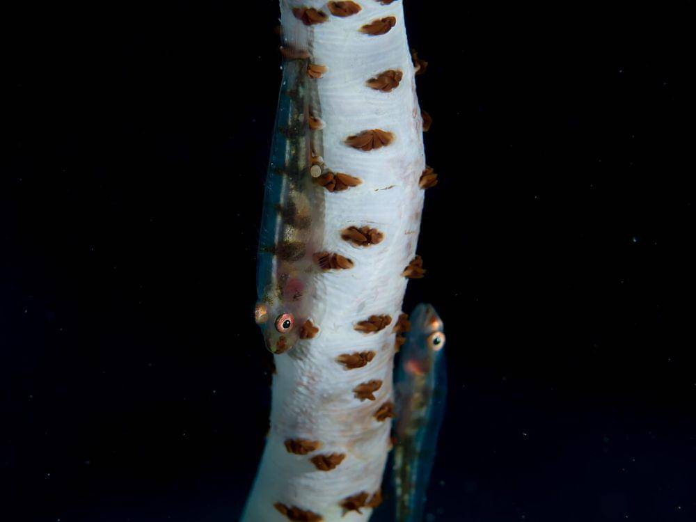 Wire coral goby (commons.wikimedia.org/Rickard Zerpe)