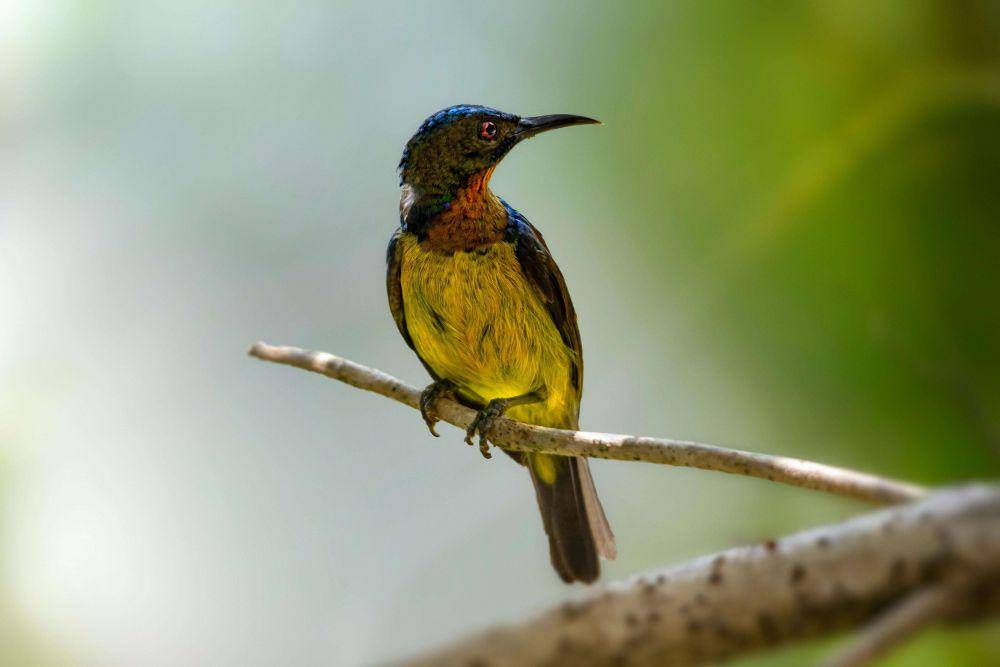 potret burung jacamar (pexels.com/Erik Karits)