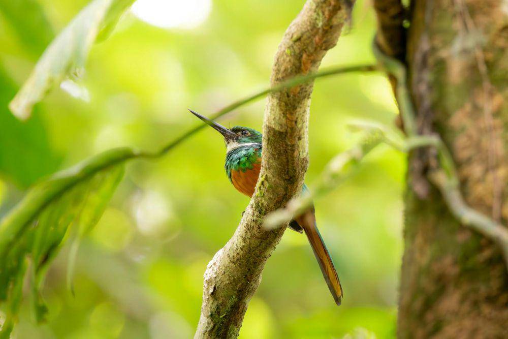 potret burung jacamar (pexels.com/Tomáš Malík)