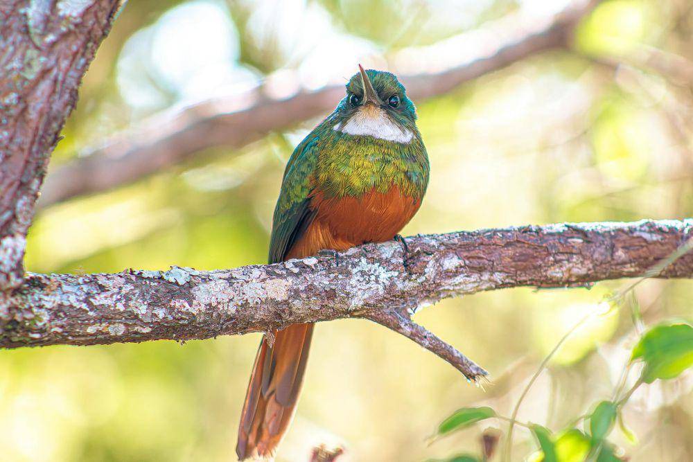 potret burung jacamar (pexels.com/Lucas Pezeta)