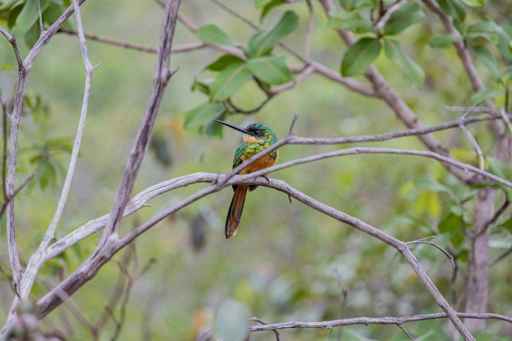 potret burung jacamar (pexels.com/Joel Alencar)