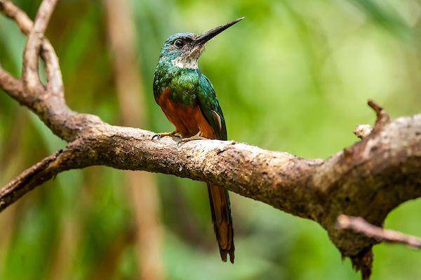 potret burung jacamar (commons.wikimedia.org/Instituto Últimos Refúgios)