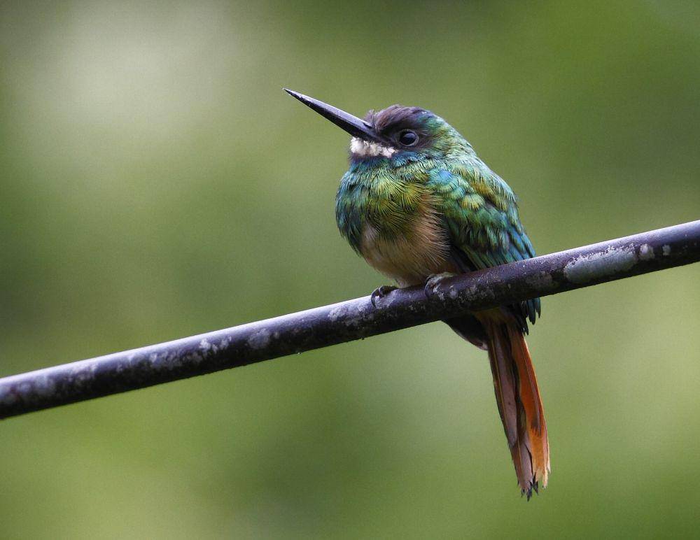 potret burung jacamar (commons.wikimedia.org/Hector Bottai)