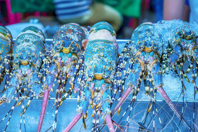 Lobster biru (vecteezy.com/dsomgallery)