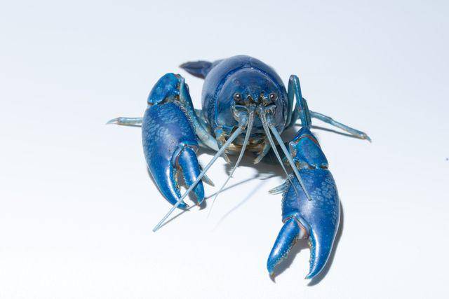 Lobster biru (vecteezy.com/aukideezy)