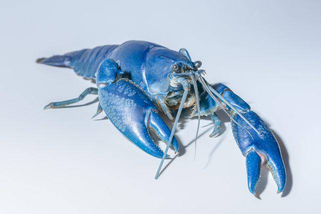 Lobster biru (vecteezy.com/aukideezy)