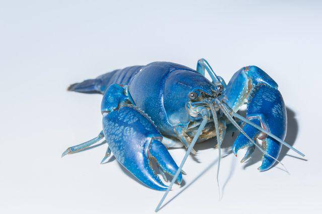 Lobster biru (vecteezy.com/aukideezy)
