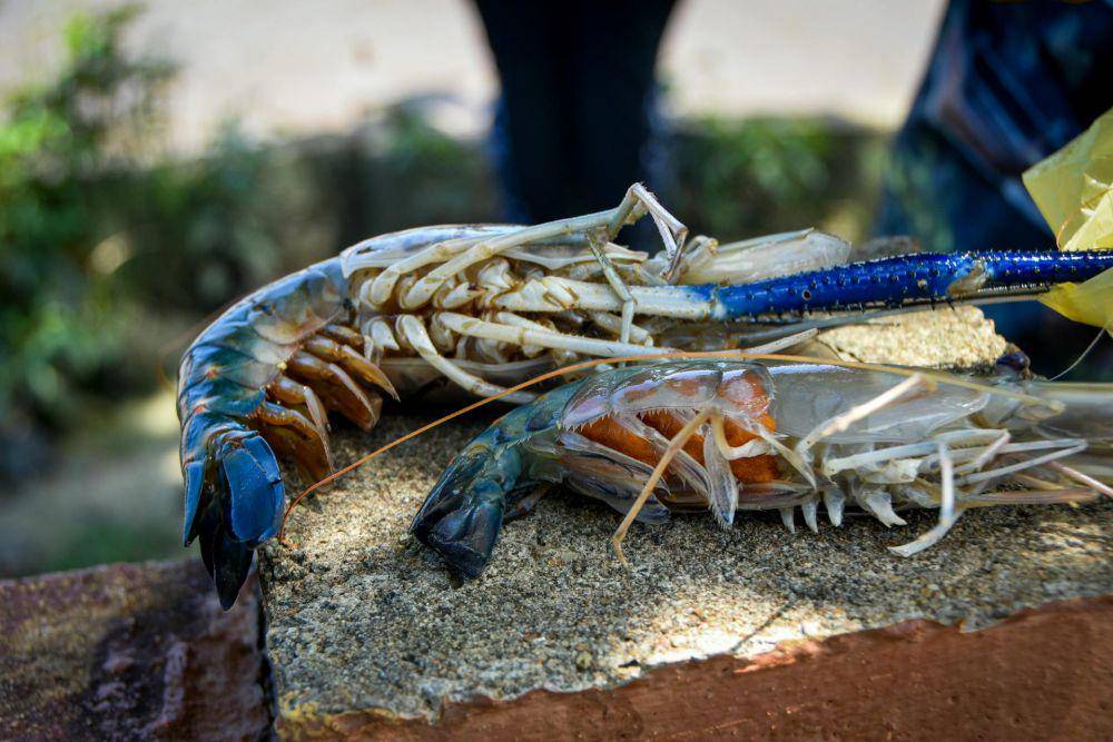 Lobster biru (pexels.com/mohd hasan)