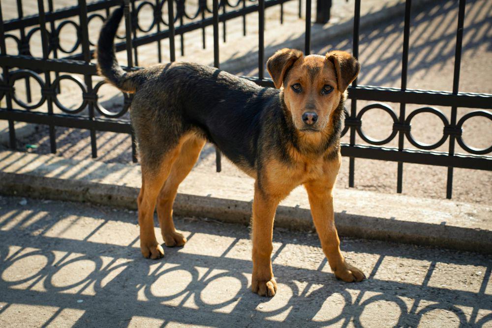 4 Tips Menghindari Serangan Anjing Liar di Jalan