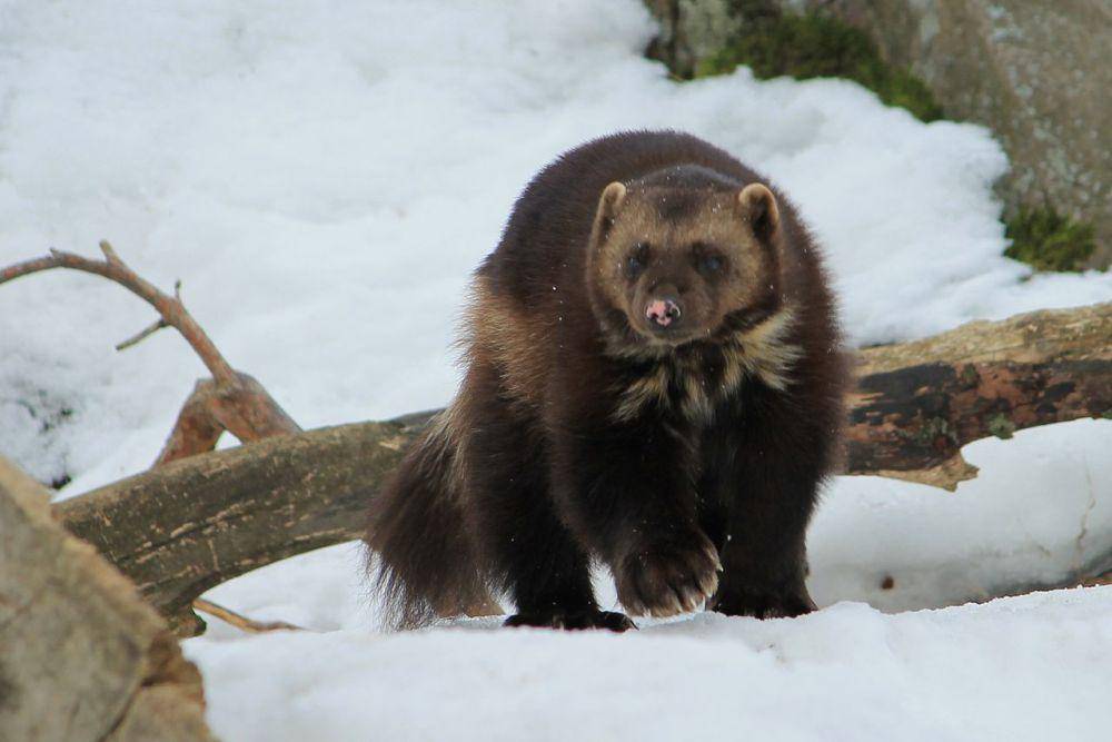 wolverine (Gulo gulo) (commons.wikimedia.org/Uusijani)