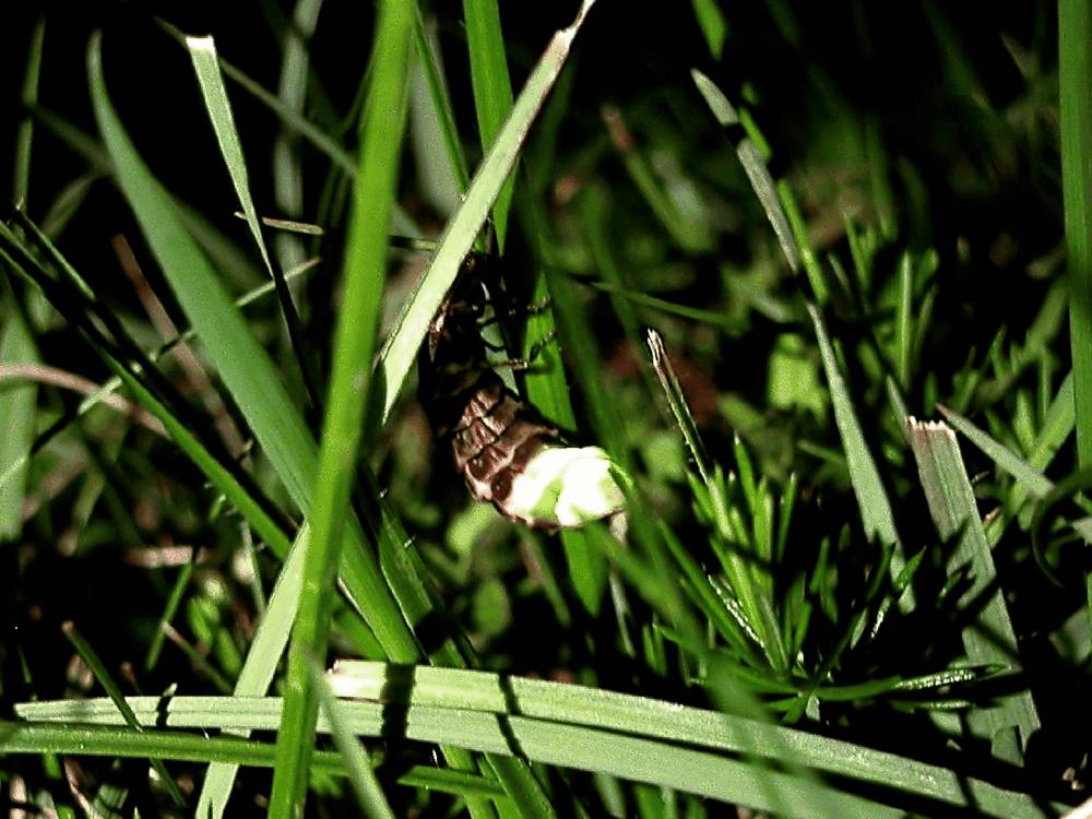 cacing berpendar (commons.m.wikimedia.org/Dysmorodrepanis)