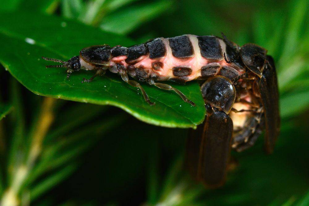 cacing berpendar (commons.m.wikimedia.org/Tavo Romann)