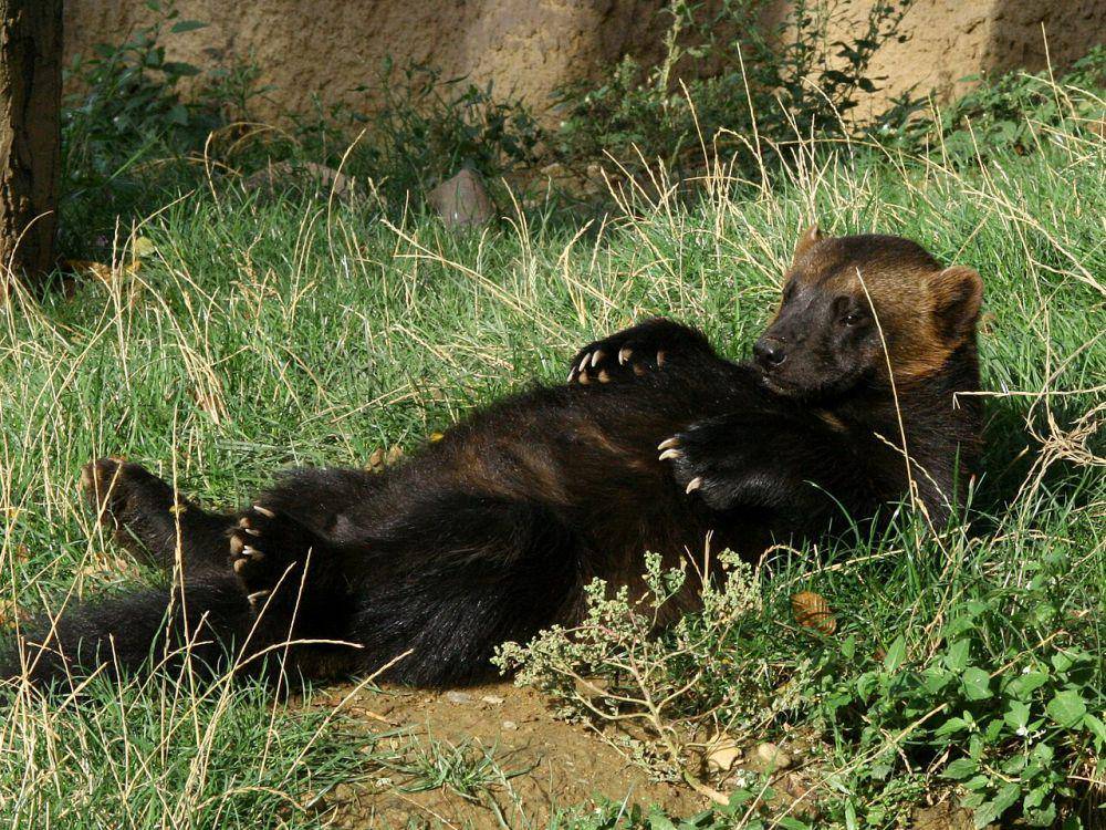 wolverine (Gulo gulo) (commons.wikimedia.org/Vojtěch Zavadil)