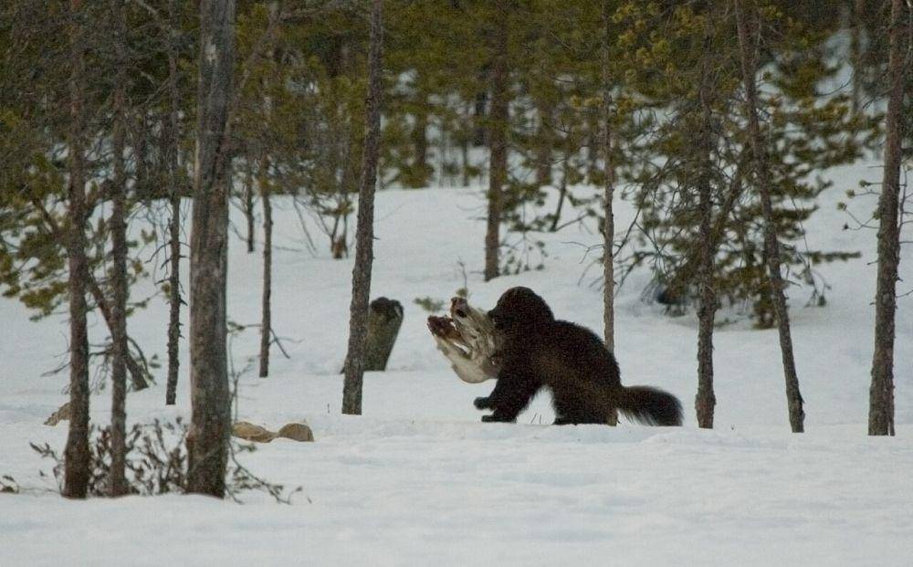 wolverine (Gulo gulo) (commons.wikimedia.org/kallerna)