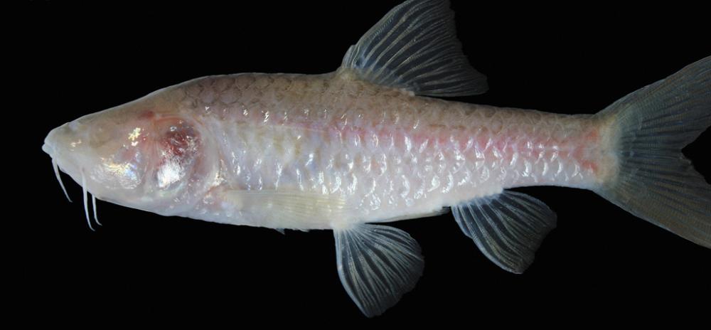 5 Fakta Spesies Ikan Baru di Jawa, Ikan Gua yang Tidak Memiliki Mata