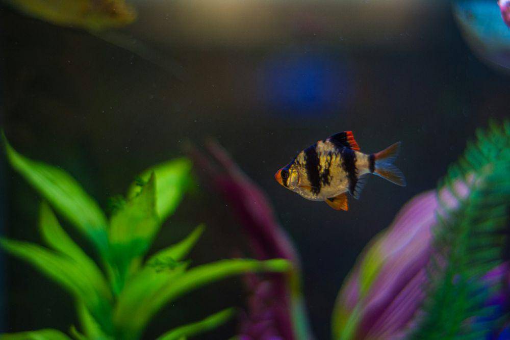 ilustrasi ikan molly (unsplash.com/Christina Gillette)