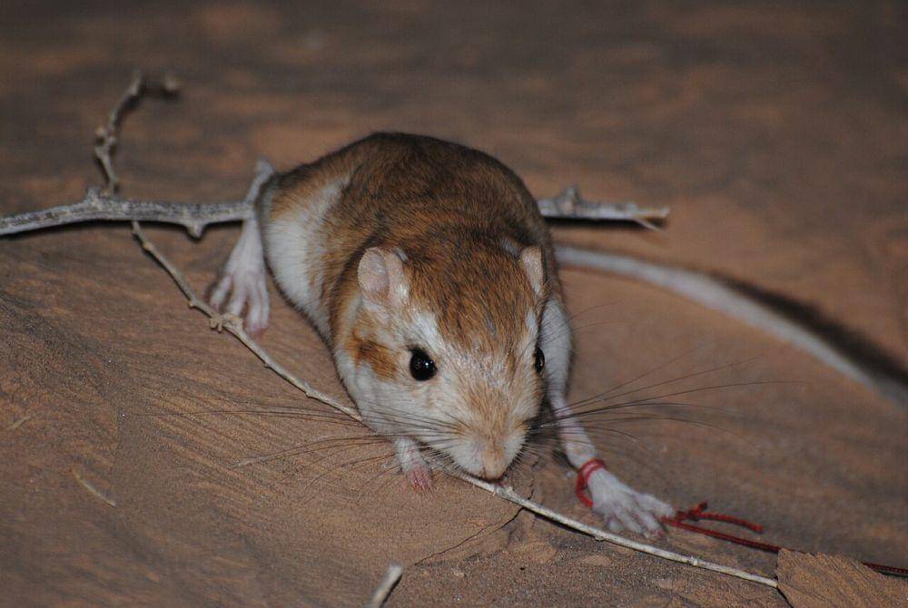 Kangaroo Rat