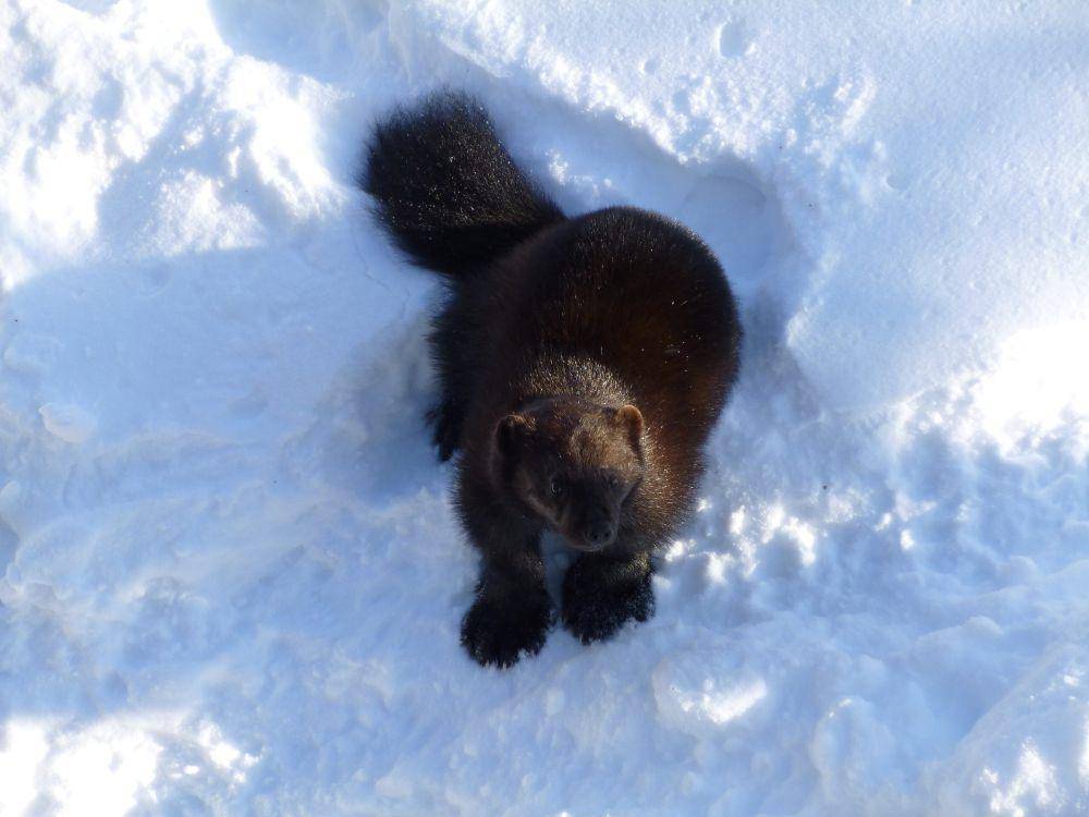 wolverine (Gulo gulo) (commons.wikimedia.org/Rorolinus)