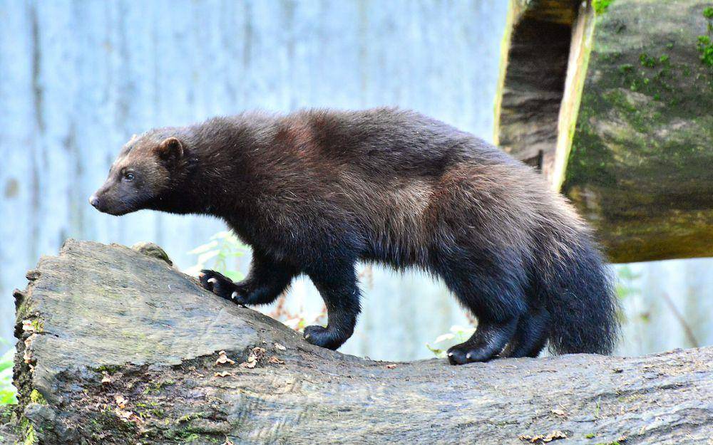wolverine (Gulo gulo) (commons.wikimedia.org/Esquilo)