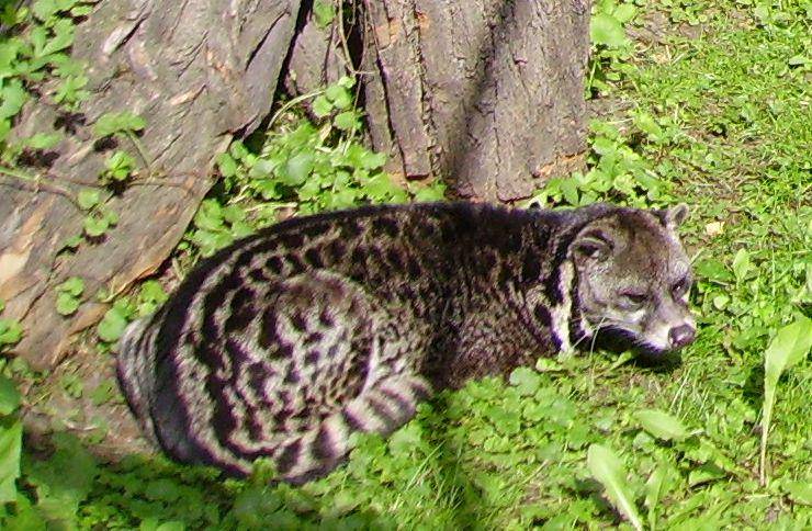 musang tenggalung sebenarnya cukup sulit ditemukan (commons.wikimedia.org/Dellex)