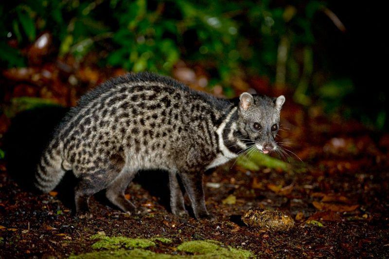 5 Fakta Musang Tenggalung, Rambut Mereka Mirip Kucing Domestik!
