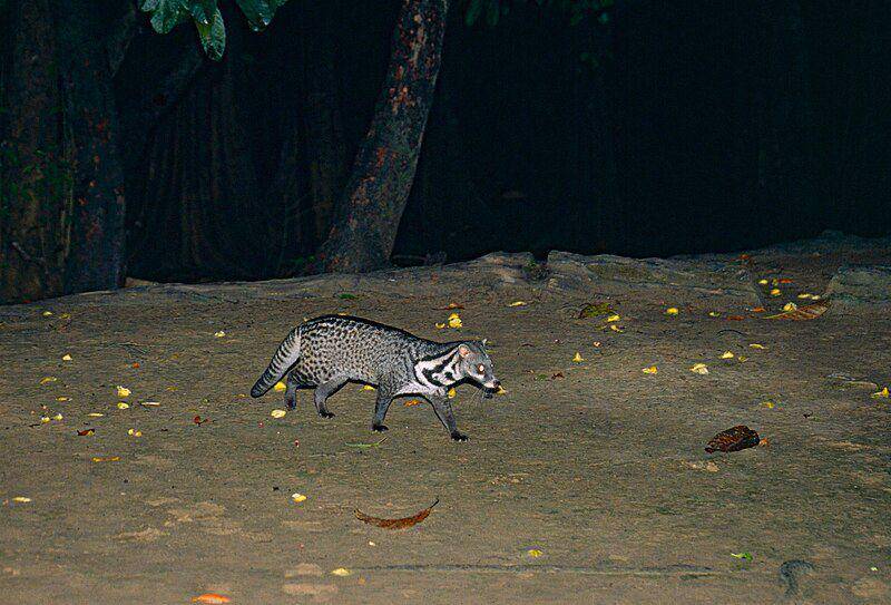 seekor musang tenggalung sedang berjalan pada malam hari (commons.wikimedia.org/Bernard DUPONT)