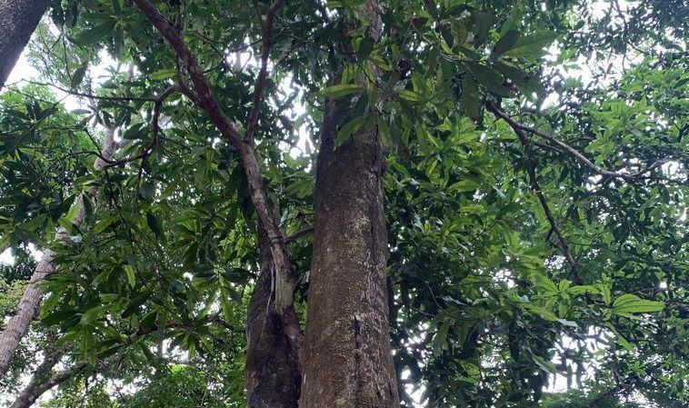 5 Fakta Tumbuhan Kasturi, Flora Endemik Pulau Kalimantan