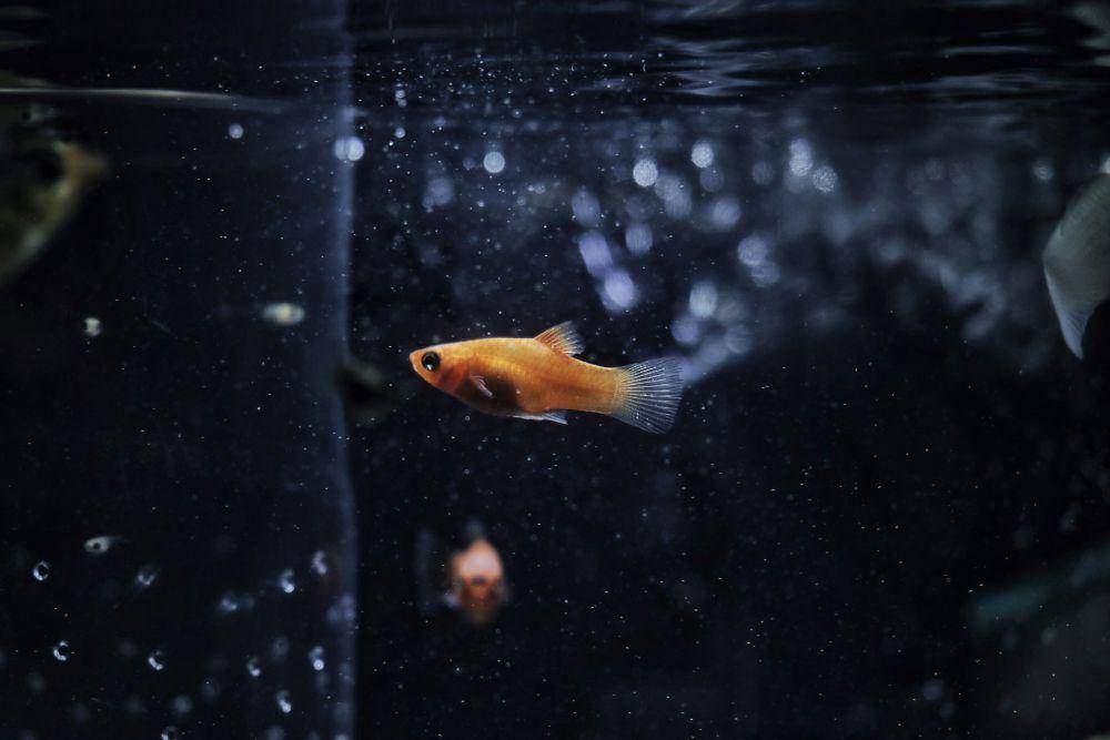 ilustrasi ikan platy (unsplash.com/Nikhil Thomas)