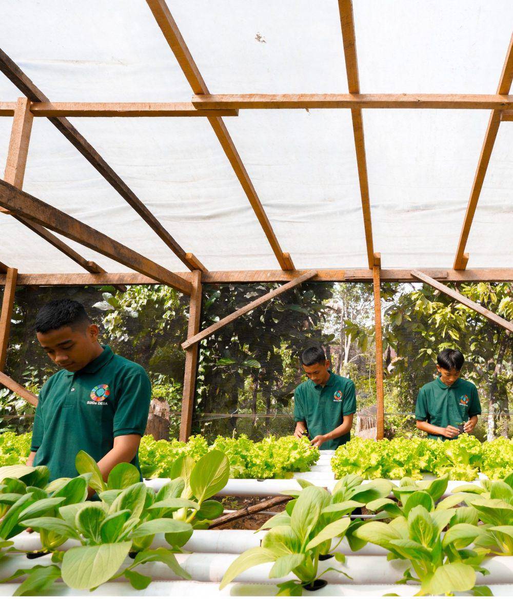 PT Vale Indonesia selalu berupaya memberikan dampak positif terhadap pembangunan komunitas, di antaranya dengan melatih penanaman sayur organik. (Foto: Vale.com)