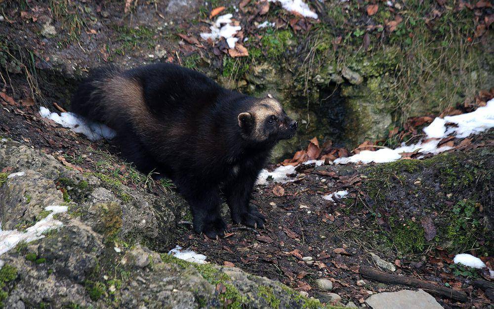 wolverine (Gulo gulo) (commons.wikimedia.org/Manfred Werner - Tsui)