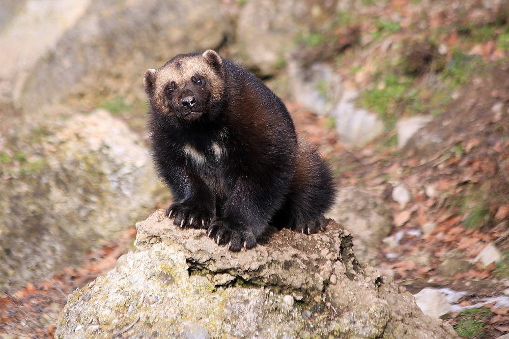 6 Fakta Wolverine, Hewan Unik Mirip Beruang dan Seukuran Anjing