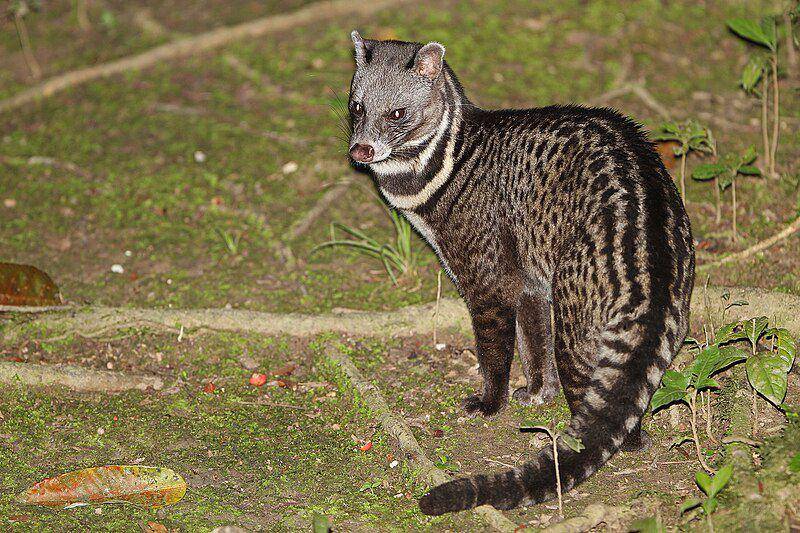 Anus dari musang tenggalung dapat menciptakan kelenjar khusus yang memiliki banyak fungsi, bahkan untuk manusia. (commons.wikimedia.org/James Eaton)