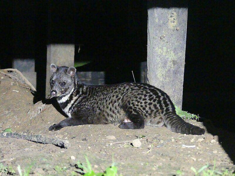Karena memiliki nilai ekonomi, musang tenggalung sering ditangkap manusia untuk dipelihara dan diambil kelenjar civet mereka. (commons.wikimedia.org/Daniel Z)