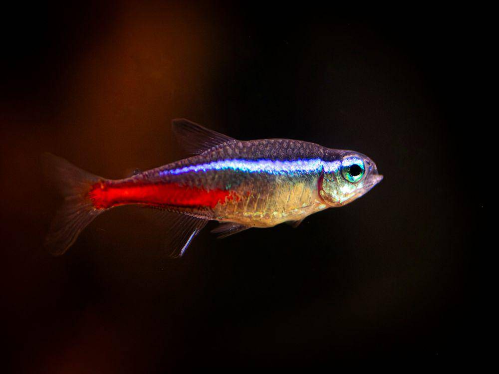 ilustrasi ikan molly (unsplash.com/William F. Aicher)