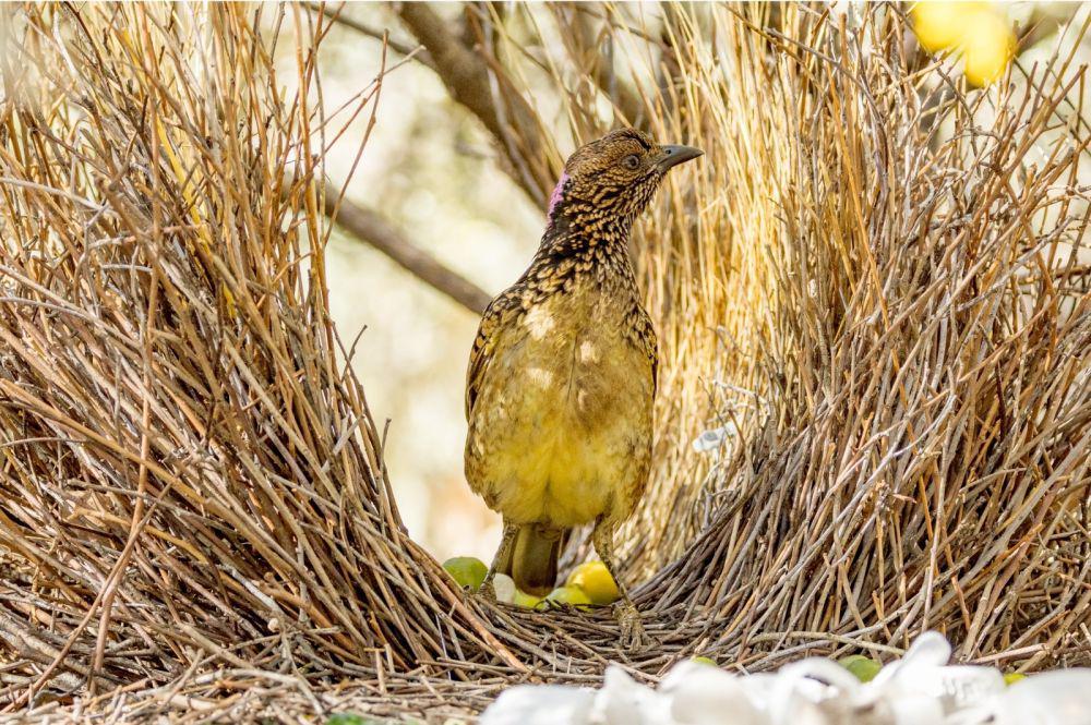 5 Fakta Burung Bowerbird, si Arsitek Alam yang Jago Merayu Pasangan