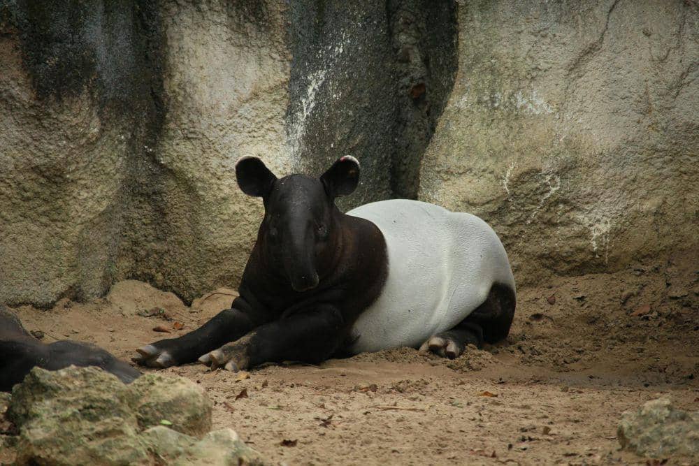 Tapir malaya (pexels.com/Rutpratheep Nilpechr)