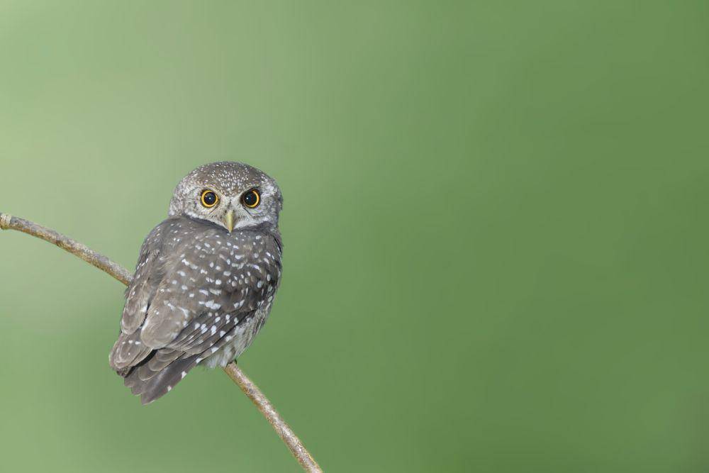 Forest owlet (vecteezy.com/art192)