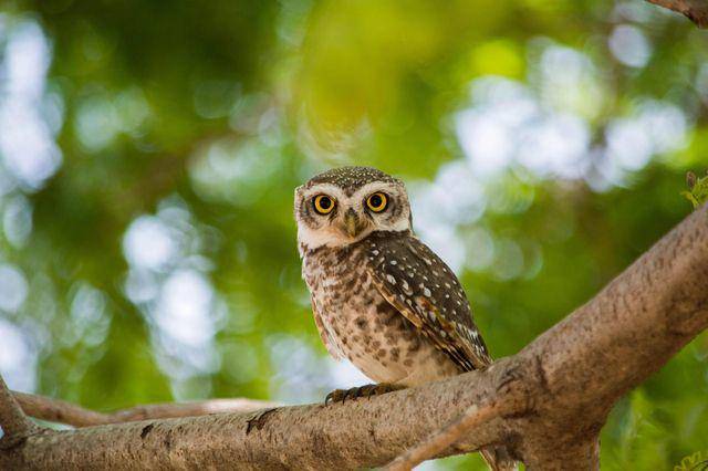 Forest owlet (vecteezy.com/manik151)